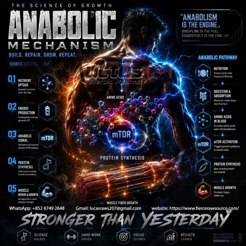 Anabolic Processes in Skeletal Muscle Anabolic Processes in Skeletal Muscle